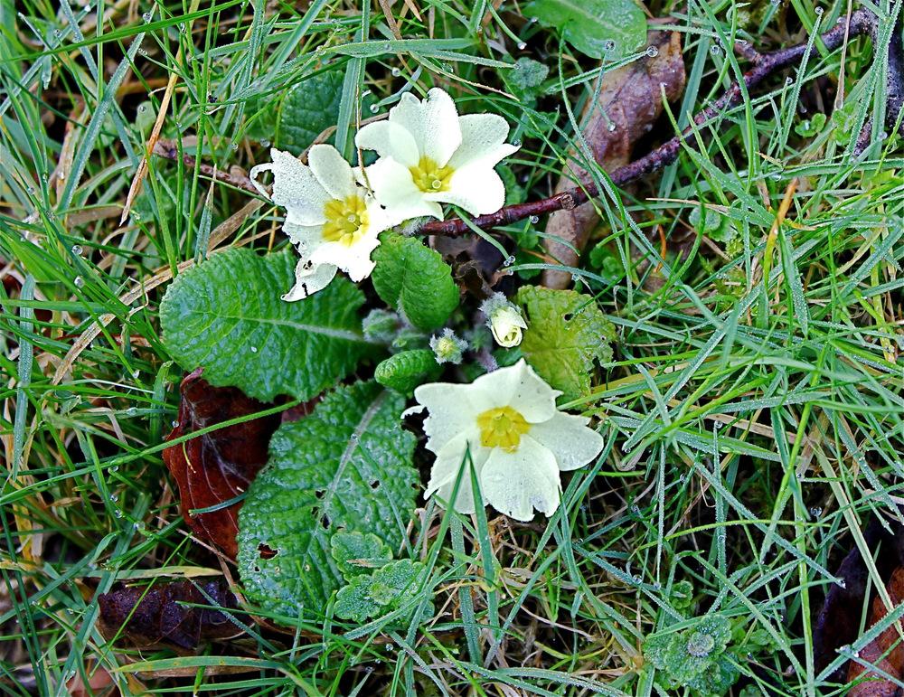 Photo of Primrose (Primula veris subsp. veris) uploaded by NEILMUIR1
