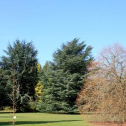 Location: Exbury Gardens, Hampshire, England.
Date: 2012-03-25
Pair of Blue cedars.