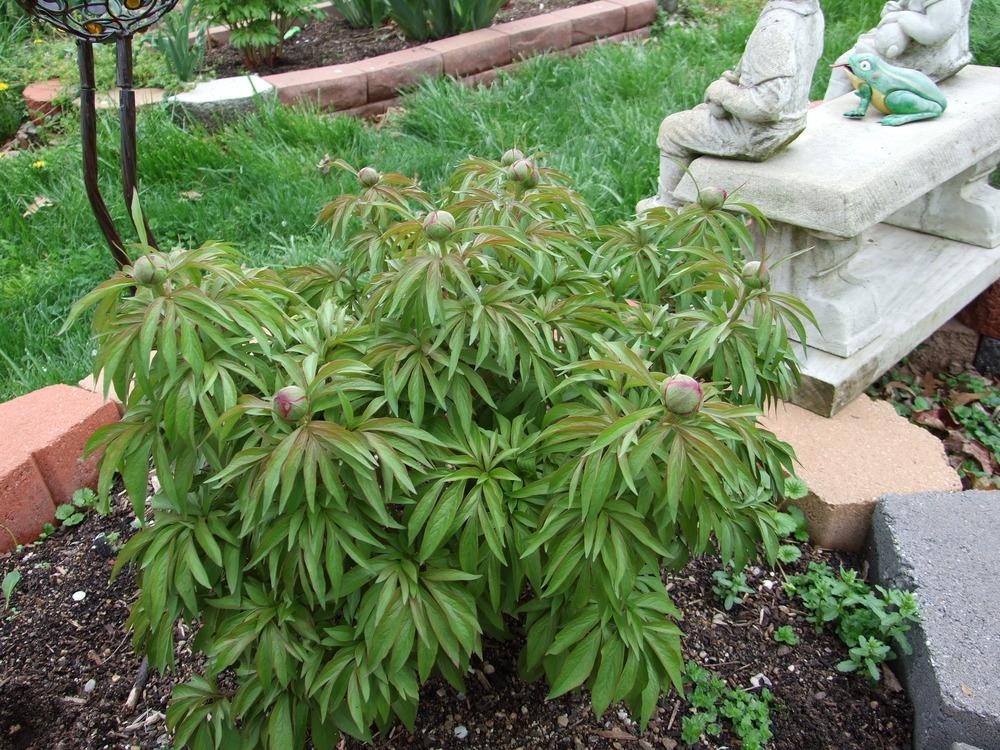 Photo of Hybrid Fern Leaf Peony (Paeonia 'Early Scout') uploaded by Oldgardenrose