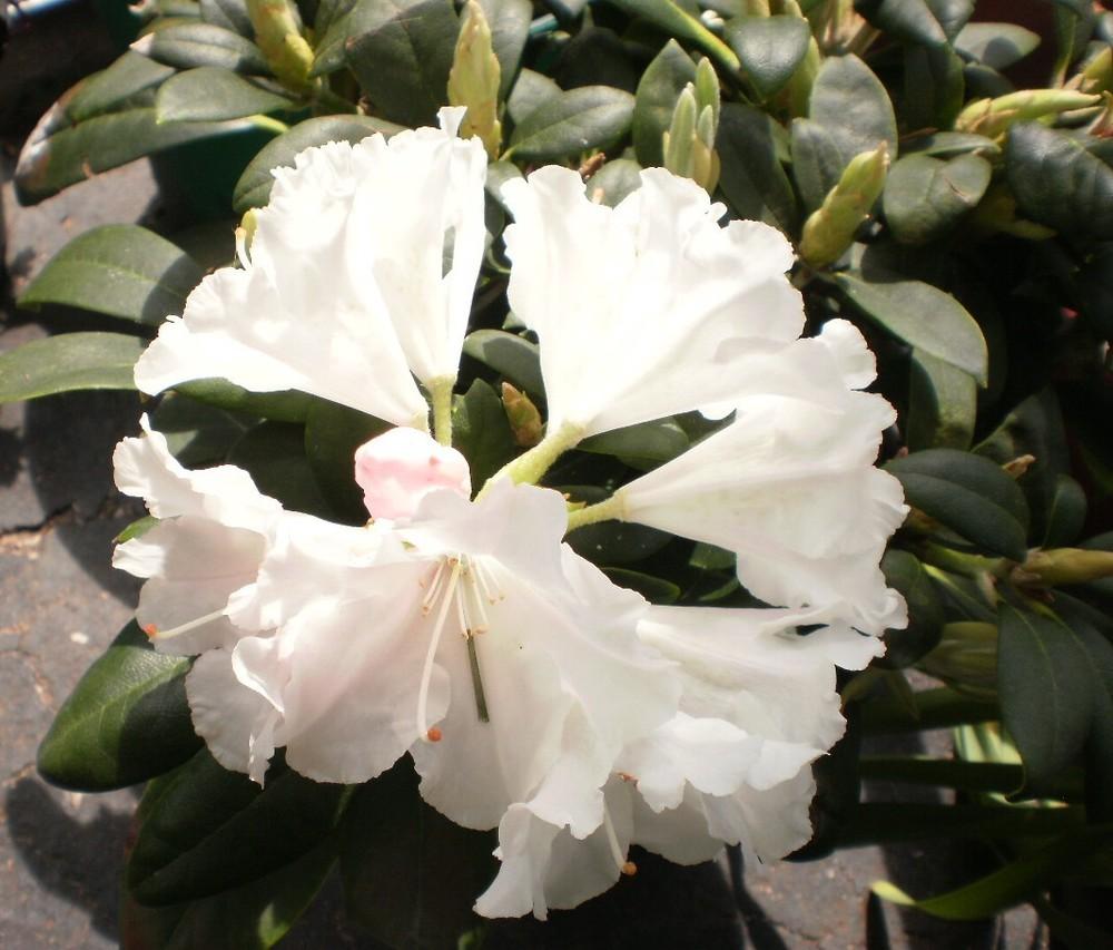 Photo of Rhododendrons (Rhododendron) uploaded by SongofJoy