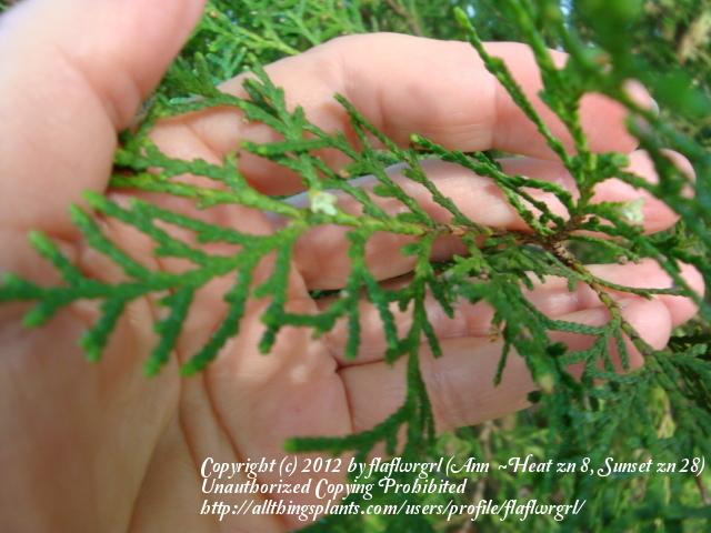Photo of Oriental Arborvitae (Platycladus orientalis) uploaded by flaflwrgrl