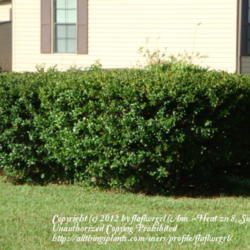 Location: zone 8 Lake City, Fl.
Date: 2012-03-22
cut into a hedge