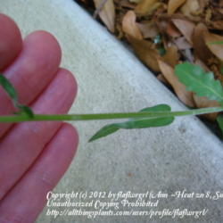 Location: zone 8 Lake City, Fl.
Date: 2012-03-22
stem - note the clasping leaves along it