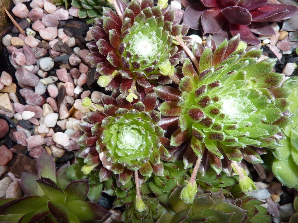 Photo of Hen and Chicks (Sempervivum 'Pacific Feather Power') uploaded by sandnsea2