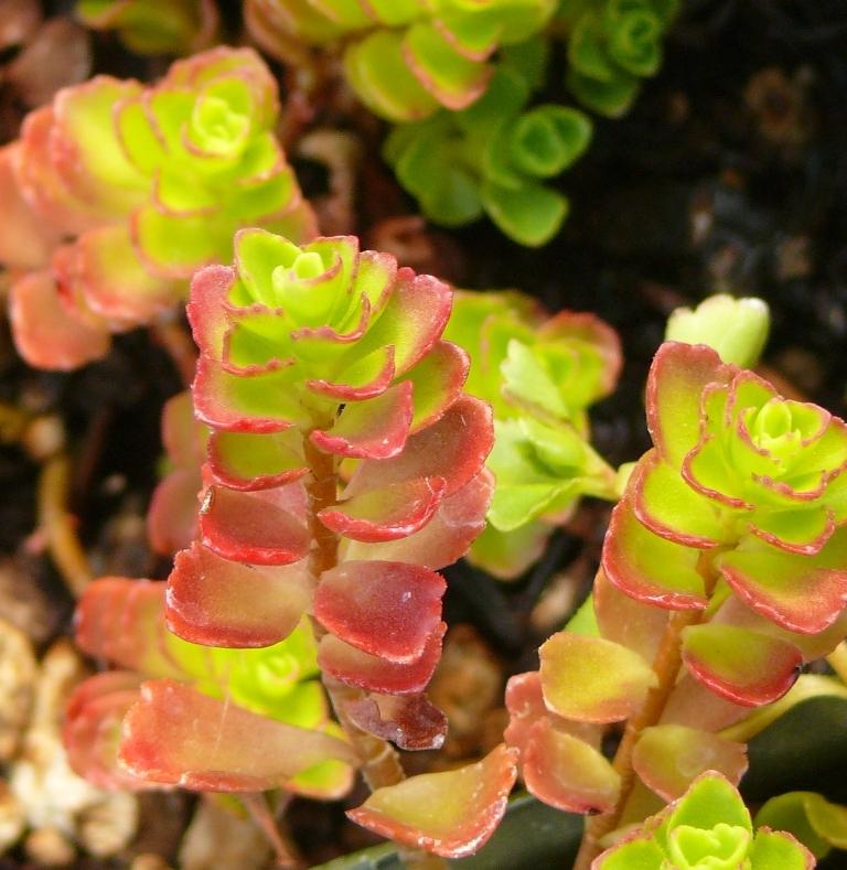 Photo of Two-Row Stonecrop (Phedimus spurius 'Raspberry Red') uploaded by valleylynn