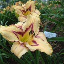 
Date: 2010-07-12
Photo Courtesy of Nova Scotia Daylilies Used with Permission