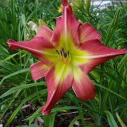 
Date: 2011-08-02
Photo Courtesy of Nova Scotia Daylilies Used with Permission