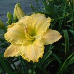 
Date: 2005-07-01
Photo Courtesy of Nova Scotia Daylilies Used with Permission