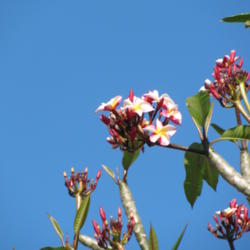 Location: Southwest Florida
Date: March 26, 2012
In early spring the red and orange colors in the bloom aren't yet