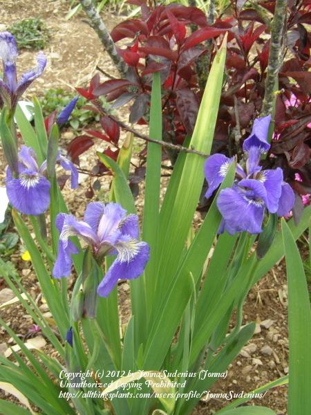Photo of Species Iris (Iris setosa) uploaded by JonnaSudenius