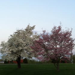 Location: Western Kentucky
Date: 2012-03-26
Early spring blooms