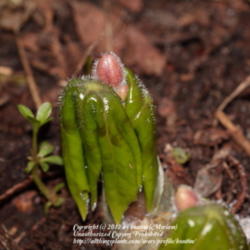 Location: my garden, Gent, Belgium
Date: 2012-03-21
Just emerging from the soil with a flowerbud
