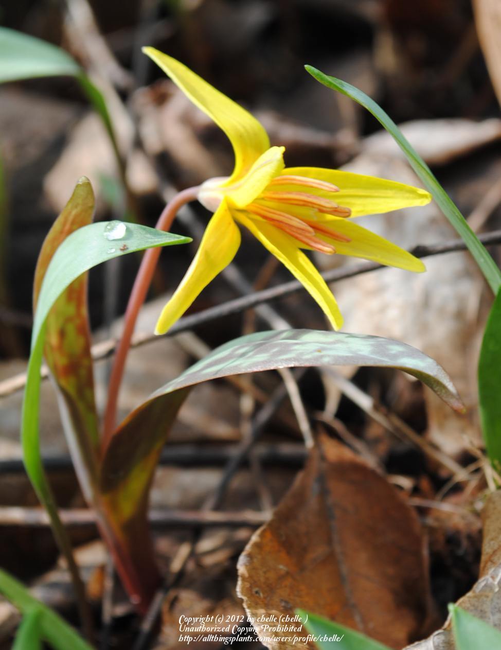 Photo of Trout Lily (Erythronium americanum) uploaded by chelle
