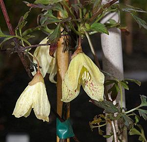 Photo of Clematis (Clematis cirrhosa) uploaded by goldfinch4