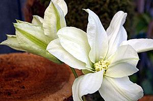Photo of Clematis Alabast™ uploaded by goldfinch4