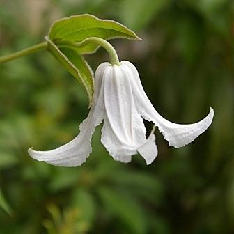 Photo of Clematis (Clematis integrifolia Gazelle™) uploaded by goldfinch4