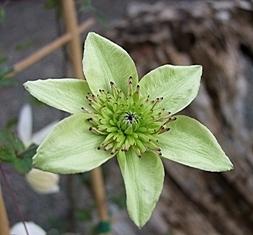Photo of Clematis (Clematis florida Pistachio™) uploaded by goldfinch4