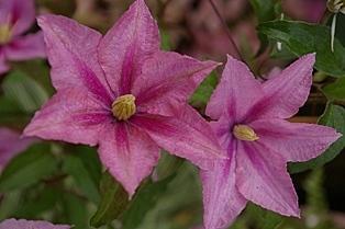 Photo of Clematis 'Rosamunde' uploaded by goldfinch4