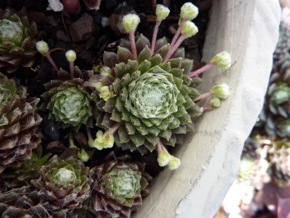 Photo of Hen and Chicks (Sempervivum 'Silver Cup') uploaded by sandnsea2
