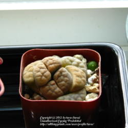 Location: Indoors - Central Valley area, CA
Date: 2012-03-25
A new succulent in our collection - Lithops
