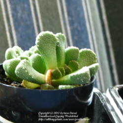 Location: Indoors - Central Valley area, CA
Date: 2012-03-25
A new succulent in our collection - Aloinopsis luckhoffii