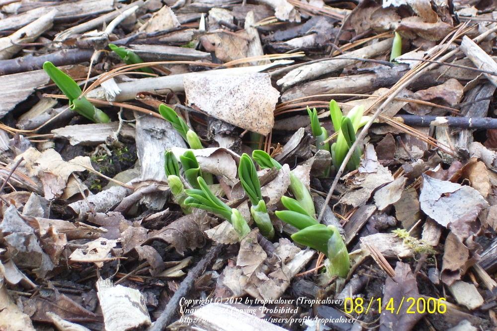 Photo of Ramp (Allium tricoccum) uploaded by tropicalover