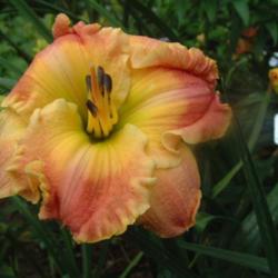 
Date: 2006-07-28
Photo Courtesy of Nova Scotia Daylilies Used with Permission