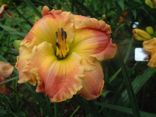 Photo of Daylily (Hemerocallis 'Frequent Comment') uploaded by vic