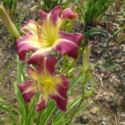 
Date: 2009-07-27
Photo Courtesy of Nova Scotia Daylilies Used with Permission