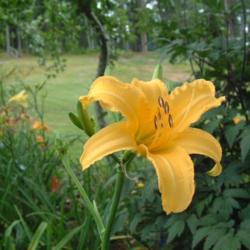 
Date: 2009-08-12
Photo Courtesy of Nova Scotia Daylilies Used with Permission