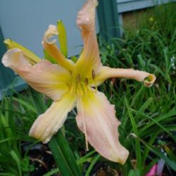 
Date: 2011-07-12
Photo Courtesy of Nova Scotia Daylilies Used with Permission
