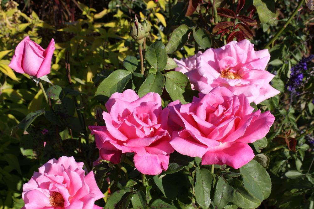 Photo of Rose (Rosa 'Perfume Delight') uploaded by ARUBA1334