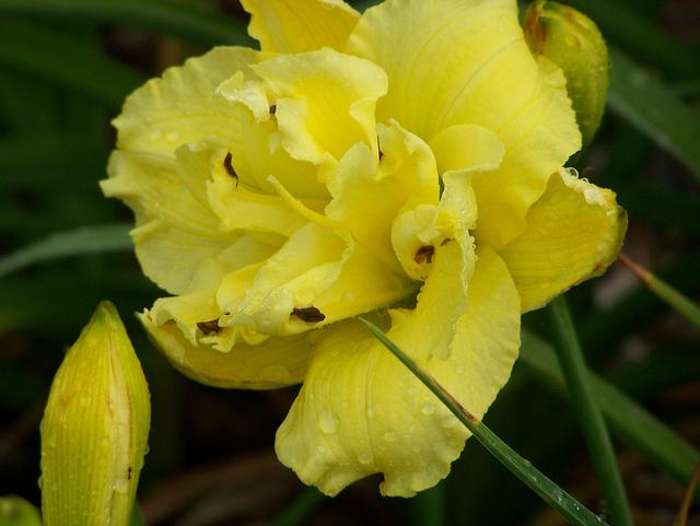 Photo of Daylily (Hemerocallis 'Blooms Within') uploaded by Calif_Sue