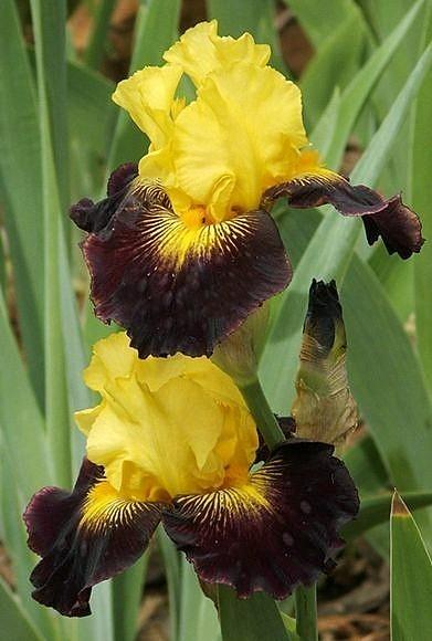 Photo of Tall Bearded Iris (Iris 'Explicit') uploaded by Ladylovingdove