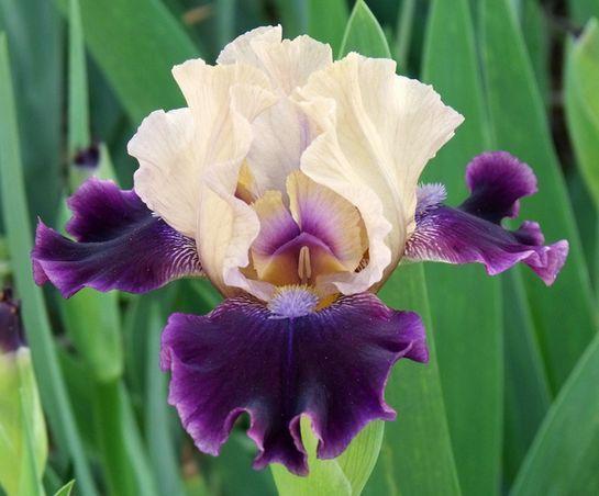 Photo of Intermediate Bearded Iris (Iris 'Dream Indigo') uploaded by Ladylovingdove