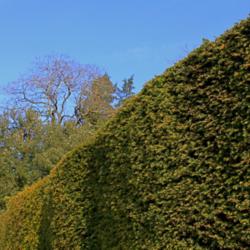 Location: Exbury Gardens, Hampshire, England.
Date: 2012-03-27
Yew hedge.