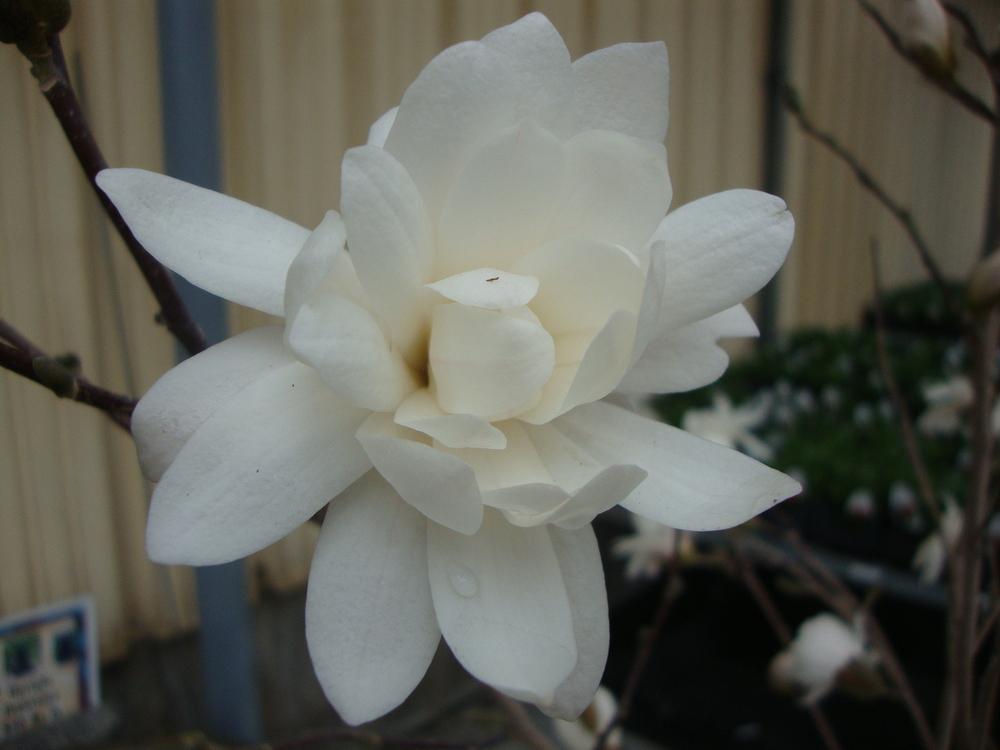 Photo of Loebner Magnolia (Magnolia x loebneri 'Merrill') uploaded by Paul2032