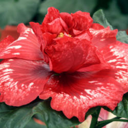 
Date: 2008-08-10
courtesy Hidden Valley Hibiscus, used with permission