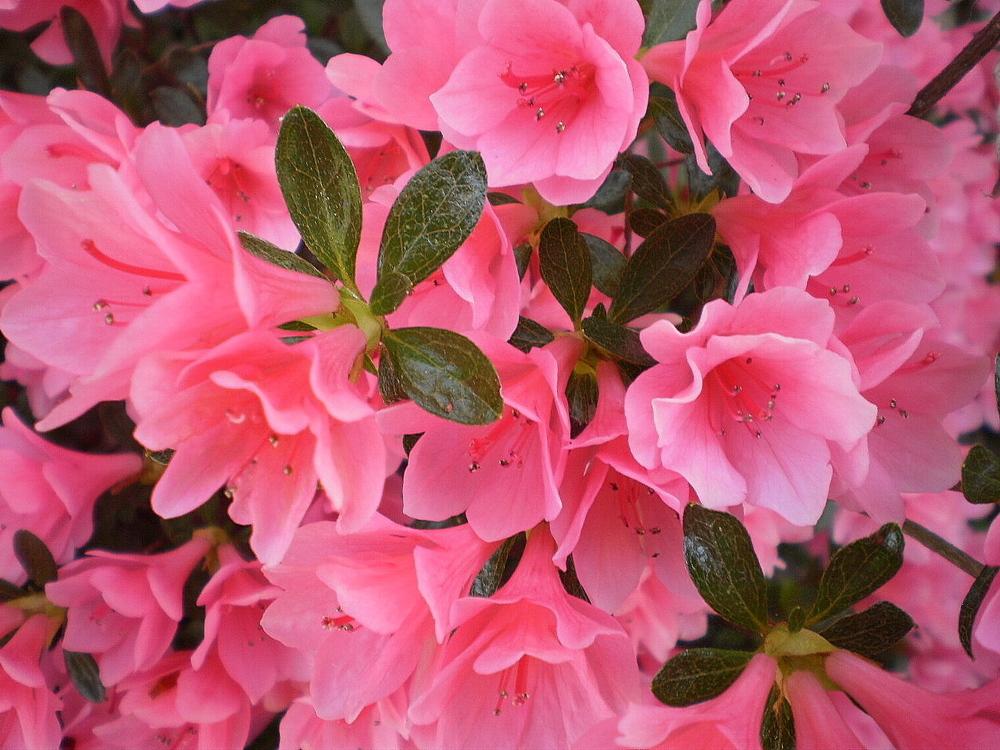Photo of Azalea (Rhododendron 'Coral Bells') uploaded by SongofJoy
