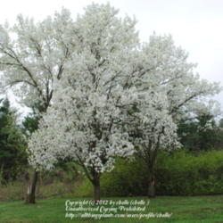 Location: Northeastern Indiana - Zone 5b
Date: 2012-03-25
In bloom