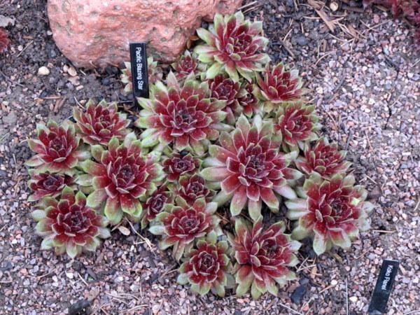 Photo of Hen and Chicks (Sempervivum 'Pacific Blazing Star') uploaded by goldfinch4