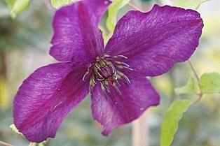 Photo of Clematis (Clematis viticella 'Dark Eyes') uploaded by goldfinch4