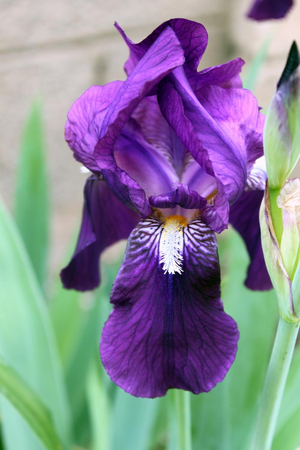 Photo of Intermediate Bearded Iris (Iris 'Eleanor Roosevelt') uploaded by jakedasnake89