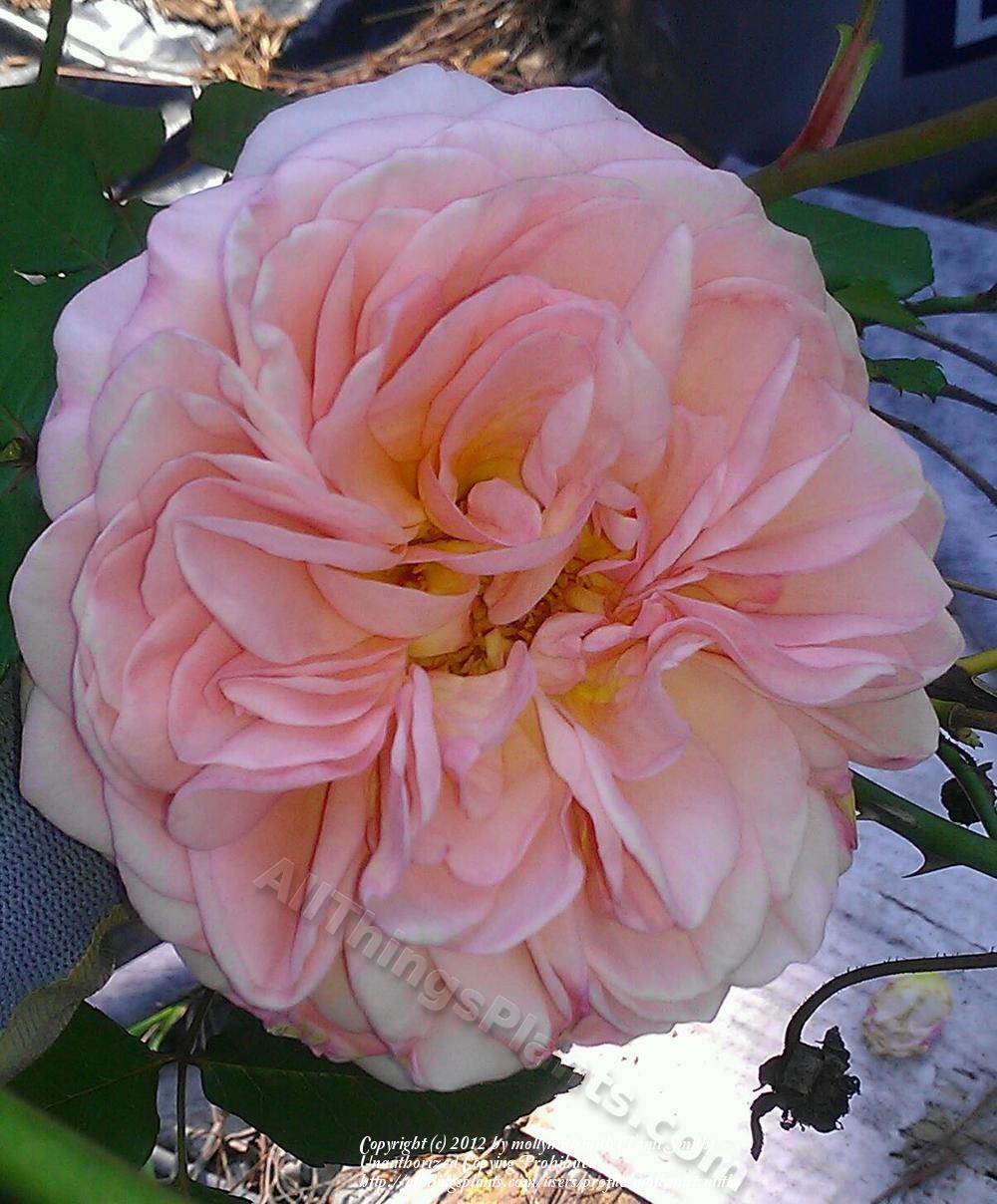Photo of Rose (Rosa 'Abraham Darby') uploaded by mollymistsmith