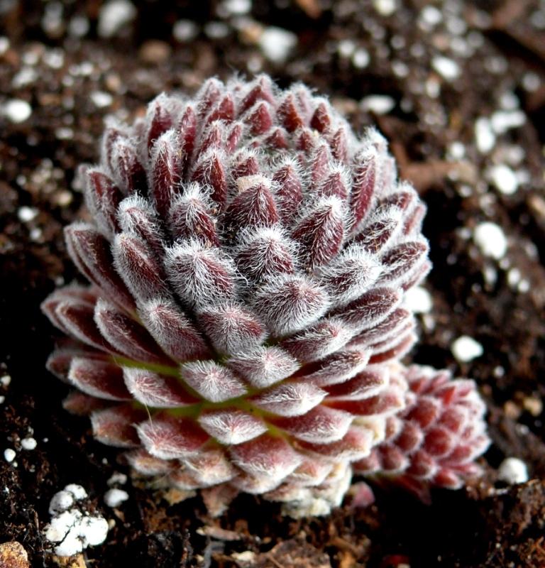 Photo of Hen and Chicks (Sempervivum 'Pacific Zoftic') uploaded by valleylynn