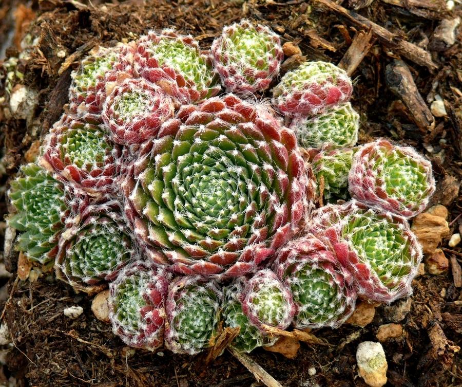 Photo of Hen and Chicks (Sempervivum 'Mike') uploaded by valleylynn