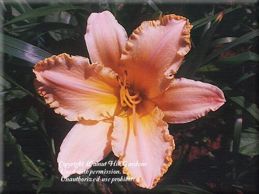 Photo of Daylily (Hemerocallis 'Angels Delight') uploaded by vic