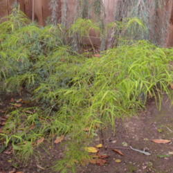 Location: My garden in Bakersfield, CA
Date: March 22, 2012
Spring foliage - 3rd year in the ground