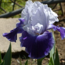 Location: My garden in Bakersfield, CA
Date: March 27, 2012
First spring bloom of the year!
