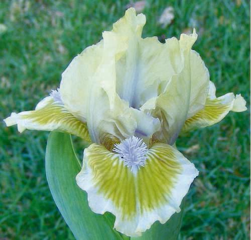 Photo of Standard Dwarf Bearded Iris (Iris 'Little Sighs') uploaded by Calif_Sue